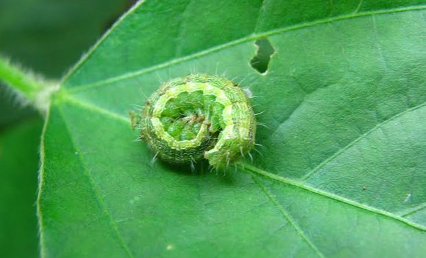 La oruga conocida como Helicoverpa armígera, tolerante a una gran variedad de insecticidas, posee una extraordinaria diversidad de hospedantes y se hace fuerte en el NOA.