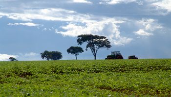 Según Safra, Brasil produciría 91,05 millones de tn de soja