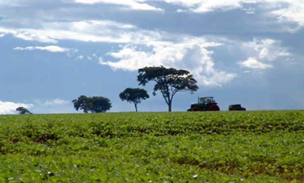 Según Safra, Brasil produciría 91,05 millones de tn de soja