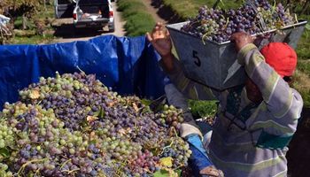 El Gobierno cerró el plan vitivinícola 2020: bodegas dejarán de realizar aportes obligatorios