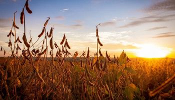 El precio de los granos recupera algo de terreno en Rosario: qué paso con el valor de la soja, maíz y trigo 