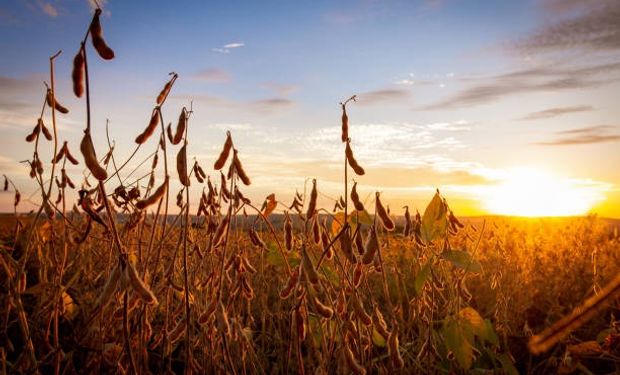 El precio de los granos recupera algo de terreno en Rosario: qué paso con el valor de la soja, maíz y trigo 