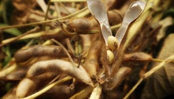 El precio de la soja tocó los $275.000 por tonelada: qué pasó en Chicago con la cotización de los granos