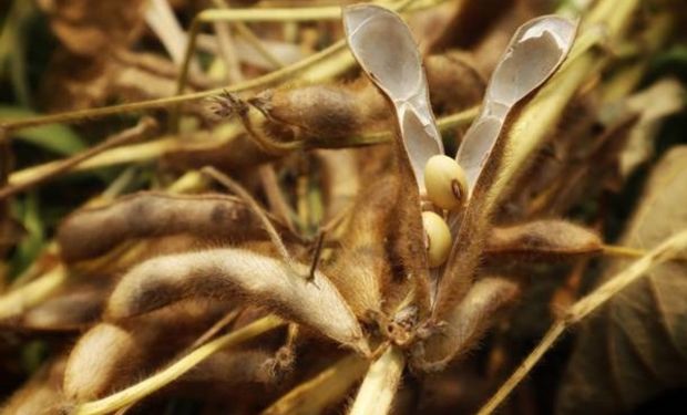 El precio de la soja tocó los $275.000 por tonelada: qué pasó en Chicago con la cotización de los granos