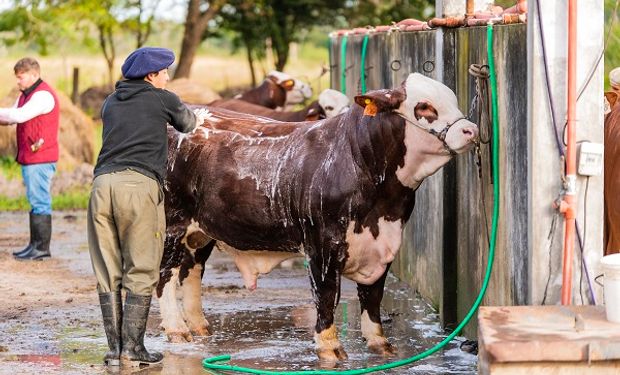 Braford: de dónde es el mejor toro del mundo que se eligió en Corrientes