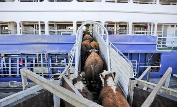 Uruguay suspendió la exportación de ganado en pie a faena y productores salieron al cruce: “Es una muy mala señal”