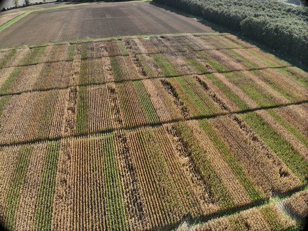 agricultura argentina