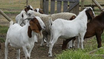 Buscan unificar requisitos de importación de ovinos y caprinos 
