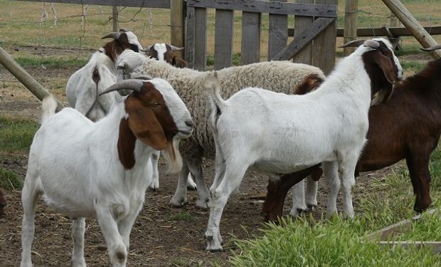 Gadadería caprina y ovina de río ibáñez.