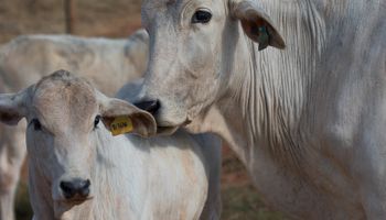 Governo estuda criar “vale carne” de R$ 35 para quem recebe Bolsa Família