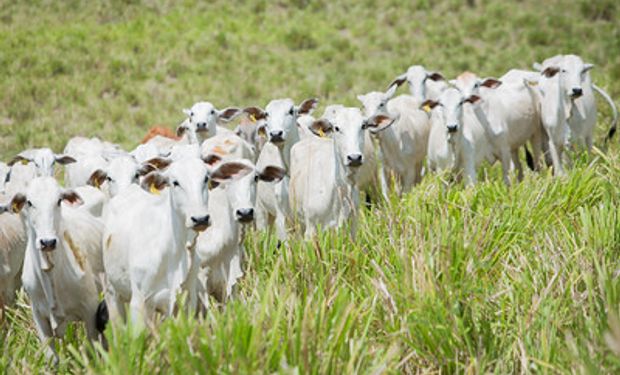 O preço “boi China” caiu R$5,00@, preço bruto e a prazo. (foto - Sistema CNA/Senar)