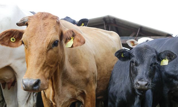 Mercado de bovinos vivos gerou uma movimentação de US$ 488.580.177 em 2023, (Foto - Adriano Brito)
