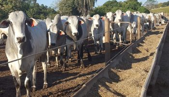 Com preço menor, intenção de confinamento de gado cai 9,46% no Mato Grosso