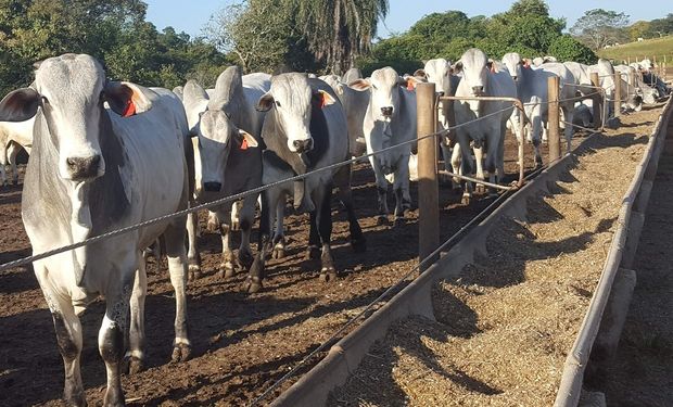 Dieta do gado confinado melhorou com mais grãos e menos silagem