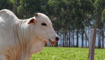 Queda da demanda chinesa deve pressionar mercado do boi em 2026