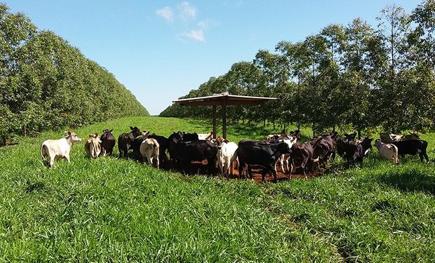 Sistema ILPF neutraliza emissão de metano por bovinos no Cerrado Mineiro