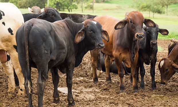 Período produziu 2,12 milhão de toneladas de carcaças bovinas. (foto - IBGE)