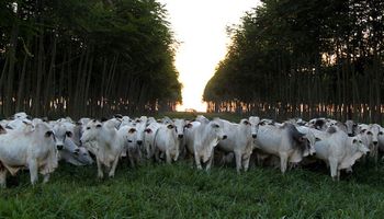 Gado cada vez mais jovem e pesado eleva a exigência nutricional: ‘boi do futuro será híbrido’, diz Cargill