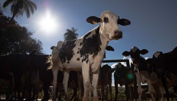 Mato Grosso abre inscrições para programa de melhoramento genético do rebanho leiteiro