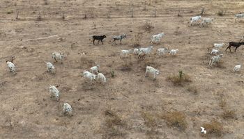 Operação da Polícia Civil investiga maus-tratos a bovinos em fazendas do Mato Grosso