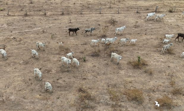 Operação da Polícia Civil investiga maus-tratos a bovinos em fazendas do Mato Grosso