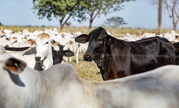 Mato Grosso registra diminuição expressiva do rebanho bovino