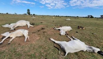 Frio extremo causa morte de mais de 1.500 bovinos no Mato Grosso do Sul