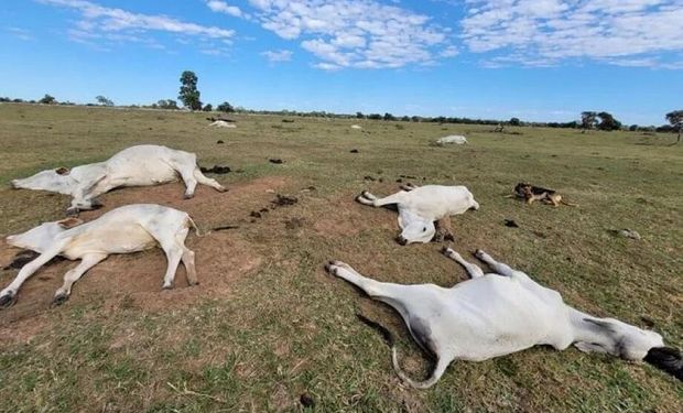 Os óbitos aconteceram principalmente nas cidades de Nhecolândia, Corumbá, Rio Verde e Aquidauana. Foto: Divulgação/Iagro