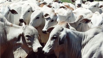 Exportações de carne bovina crescem 52% em fevereiro, diz Abrafrigo