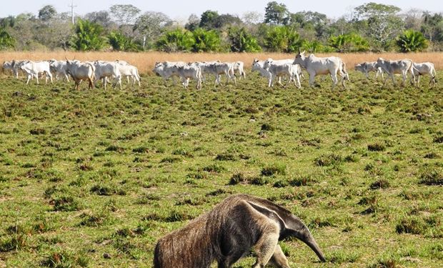 Rebanho de nelores em criação "free-range" no Pantanal. (foto - Embrapa)