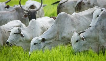 Brasil deve abocanhar 24,6% do mercado global de carne bovina em 2023
