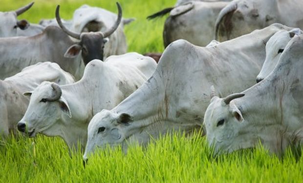 Boa genética, terminação em confinamento e bons pastos podem reduzir emissões em mais de 40% por quilo de carcaça. (foto - CNA)