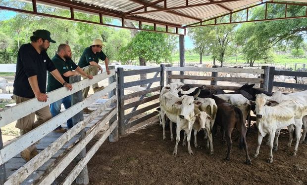 Técnicos da Iagro fizeram todo o protocolo sanitário para que os animais retornem ao Brasil, que inclui vacinação e quarentena. (fotos Iagro/Semagro)