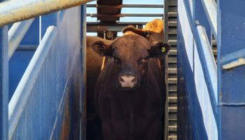 Você é a favor ou contra a exportação de gado vivo?