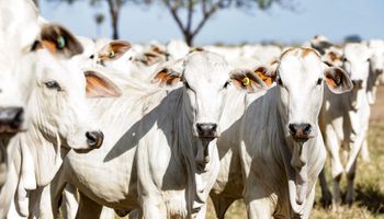 Mato Grosso deve reduzir abate de bovinos e aumentar produção de carne em uma década; entenda