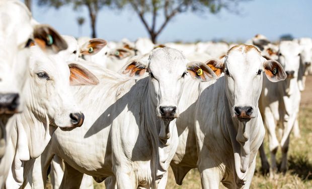 Mato Grosso deve reduzir abate de bovinos e aumentar produção de carne em uma década; entenda