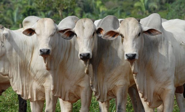 Criação de gado tem causado desequilíbrio ambiental e conflitos sociais na região. (Foto - Arquivo/Gov. Tocantins)