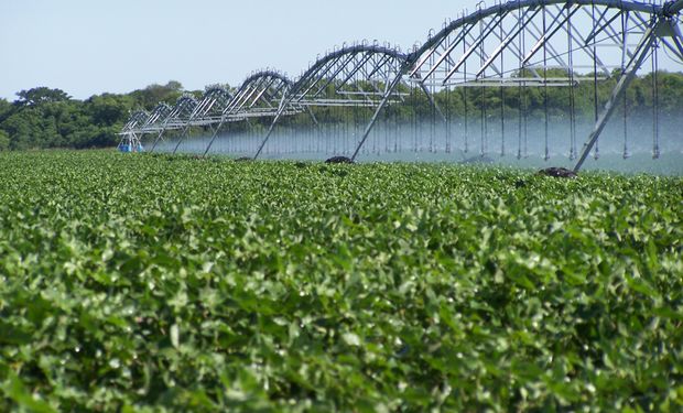 El riego se sumó para estabilizar rendimientos y mejorar la producción