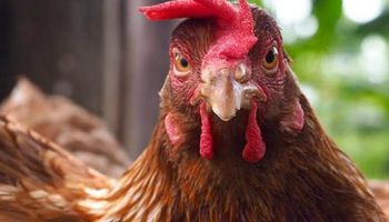 Edição genética deixa galinhas imunes ao vírus da gripe aviária