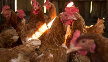 Preços do frango vivo se mantém estáveis na média mensal