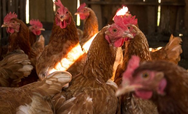 Preços do frango vivo se mantém estáveis na média mensal