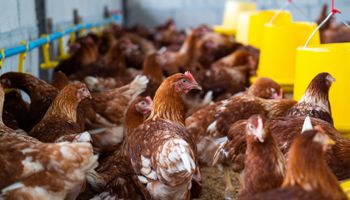Cotações do frango abrem junho em alta