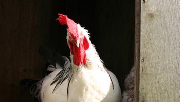 Buscan prevenir ingreso de influenza aviar en el Mercosur