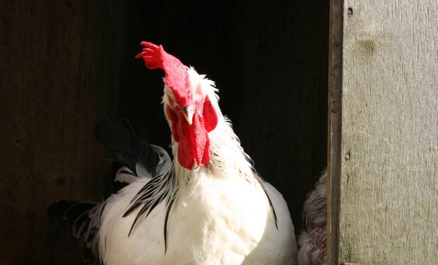 Buscan prevenir ingreso de influenza aviar en el Mercosur
