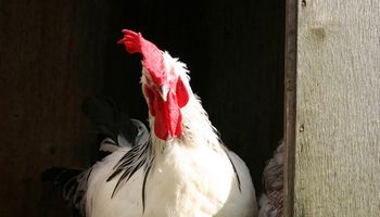 La avicultura quiere pegar un salto, pese a sus problemas