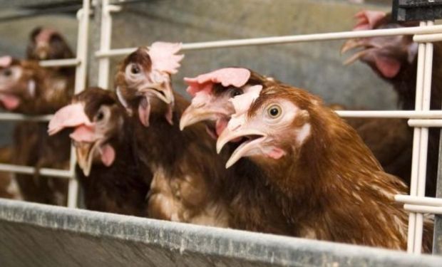 Holanda sacrificará a millones de gallinas por un caso de contaminación.