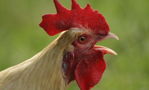 ¿Ya lo probaste? El divertido error de Google al pronunciar la palabra gallo