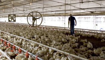 Industria avícola: anuncian financiamiento por 2000 millones de pesos 