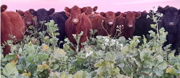 ganadería regenerativa