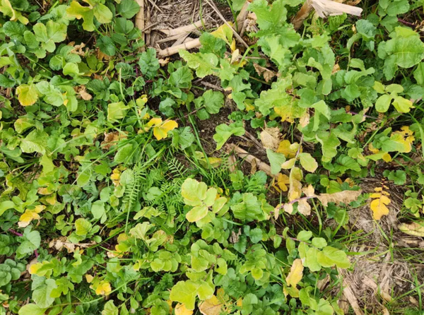 ganadería regenerativa